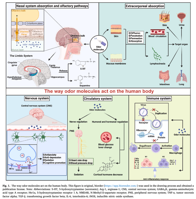 アロマセラピーの効果は科学で説明できる？　最新レビューが示す“香りのメカニズム”