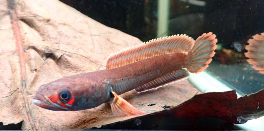 死着保障に関しまして