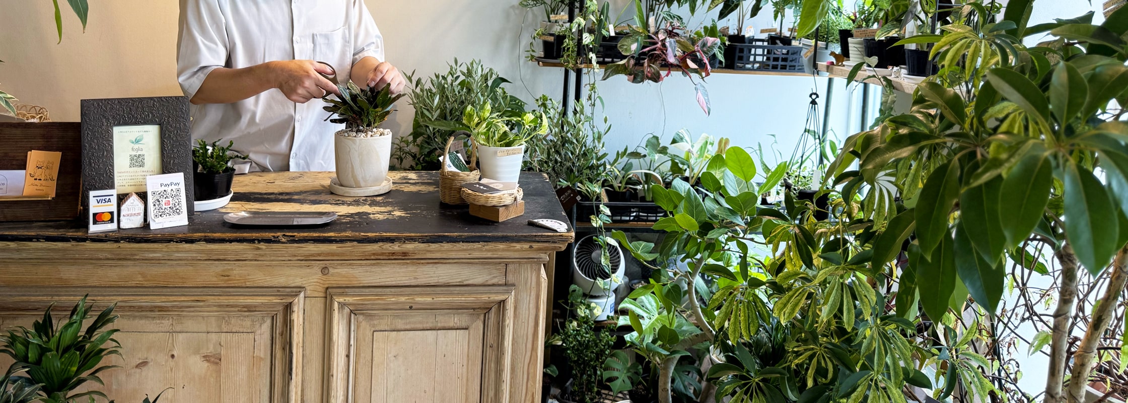 「きみと、グリーン。」の植物について