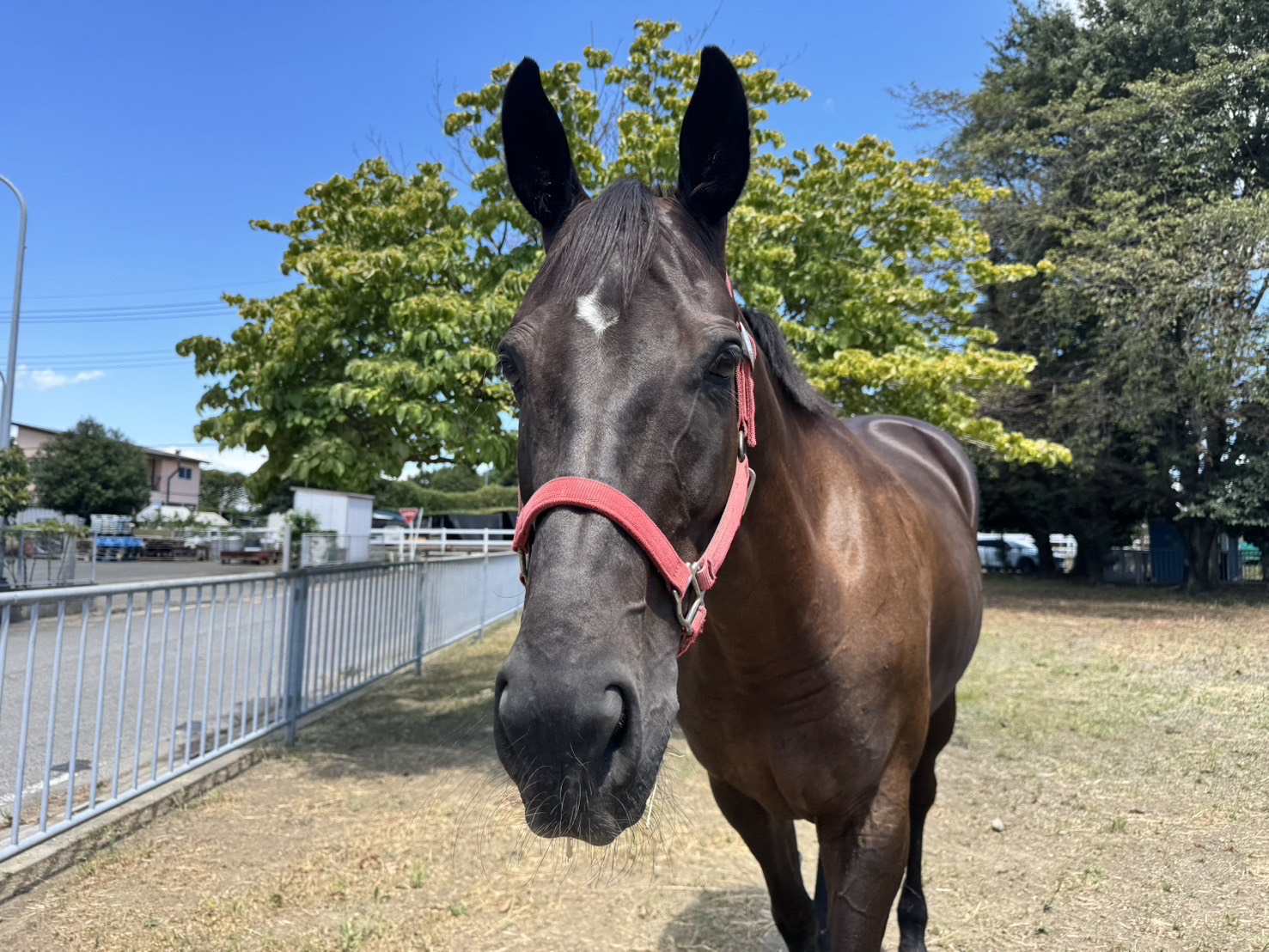 おすそ分け制度につきまして