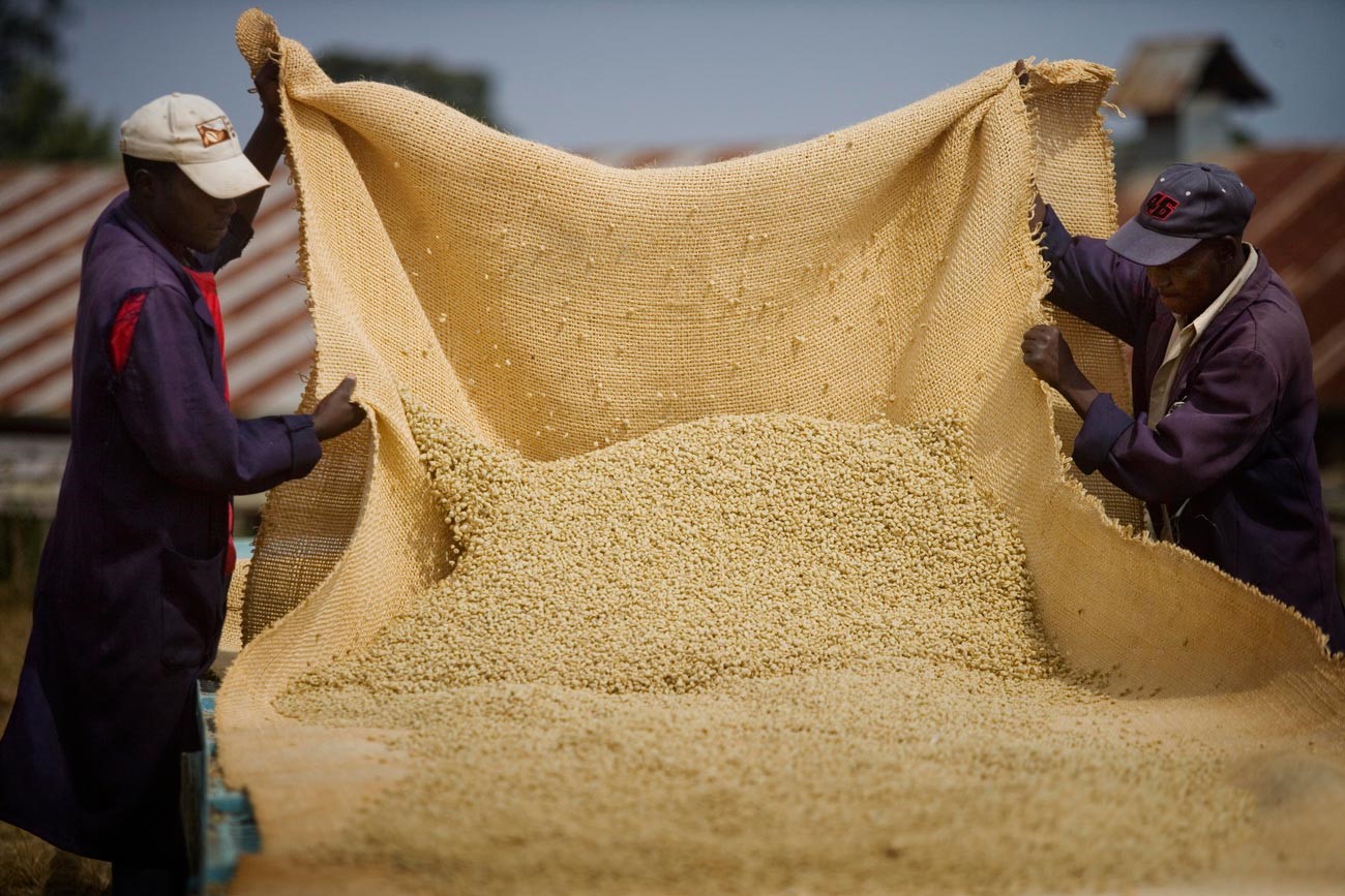 Beans:Karatina AA/ Kenya