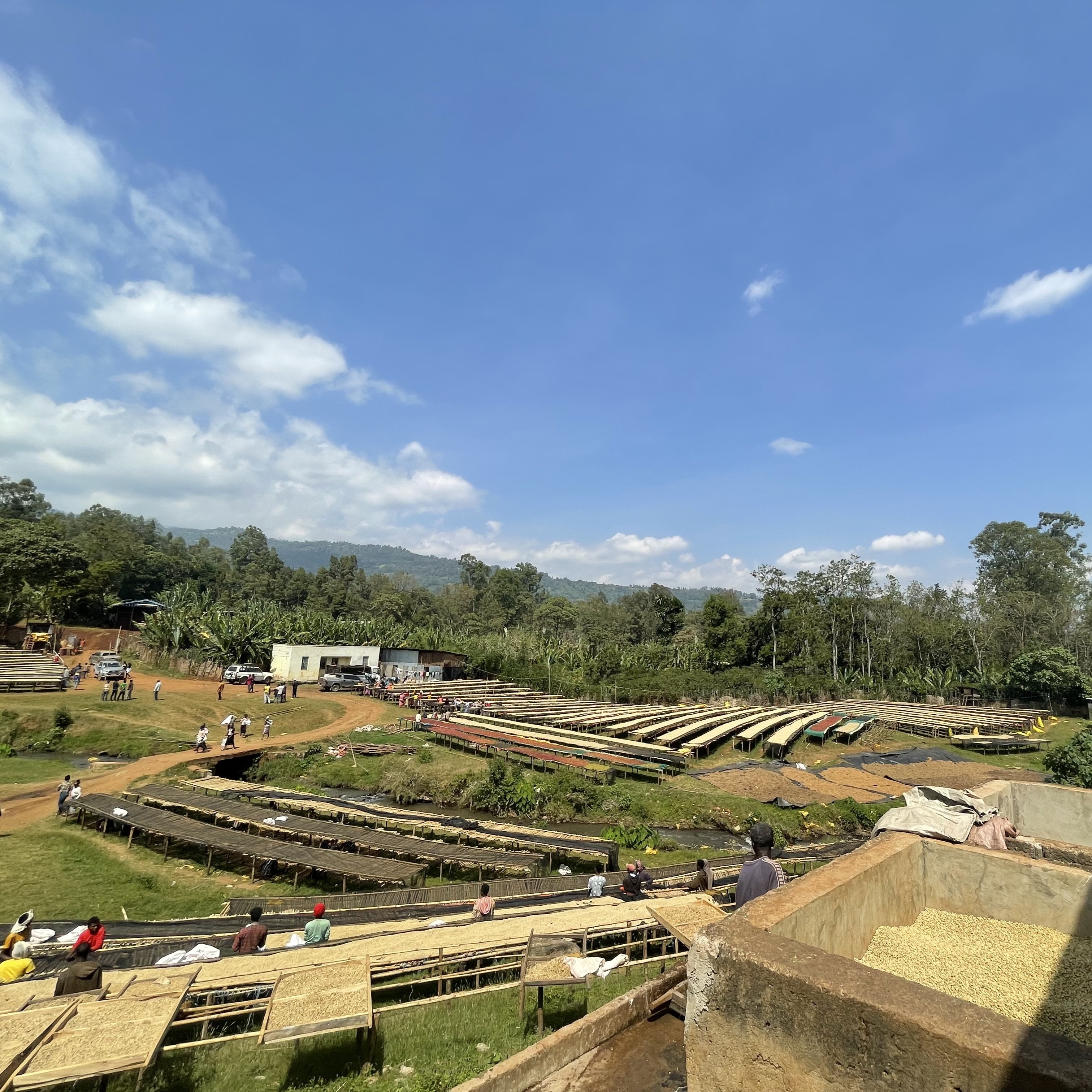 Beans：Chire/ Ethiopia