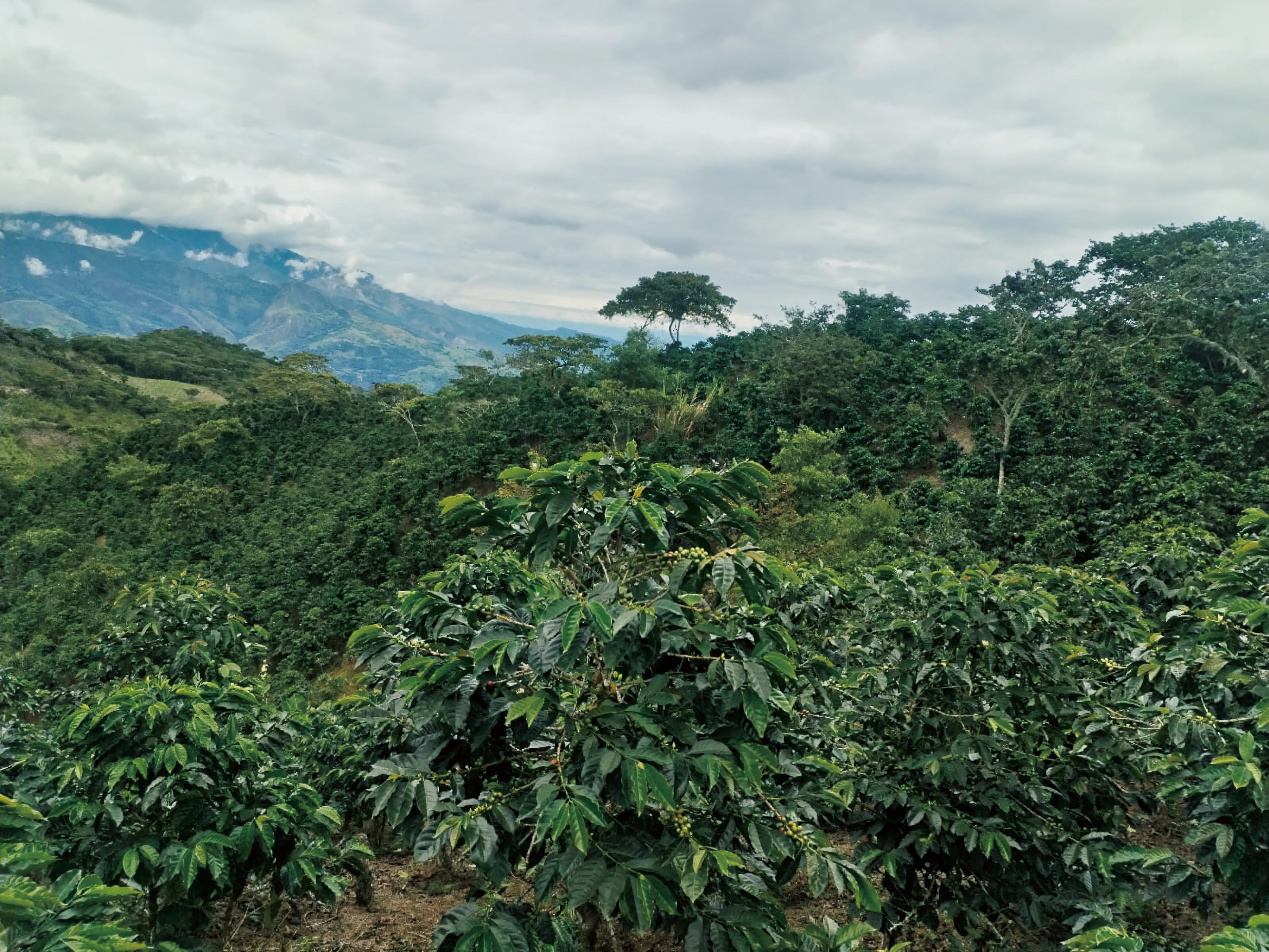 Beans：La Orquidea/ Peru