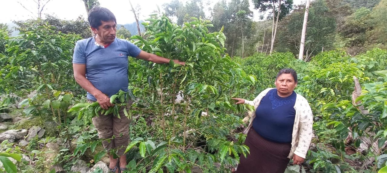 Beans:San Ilarion/ Peru