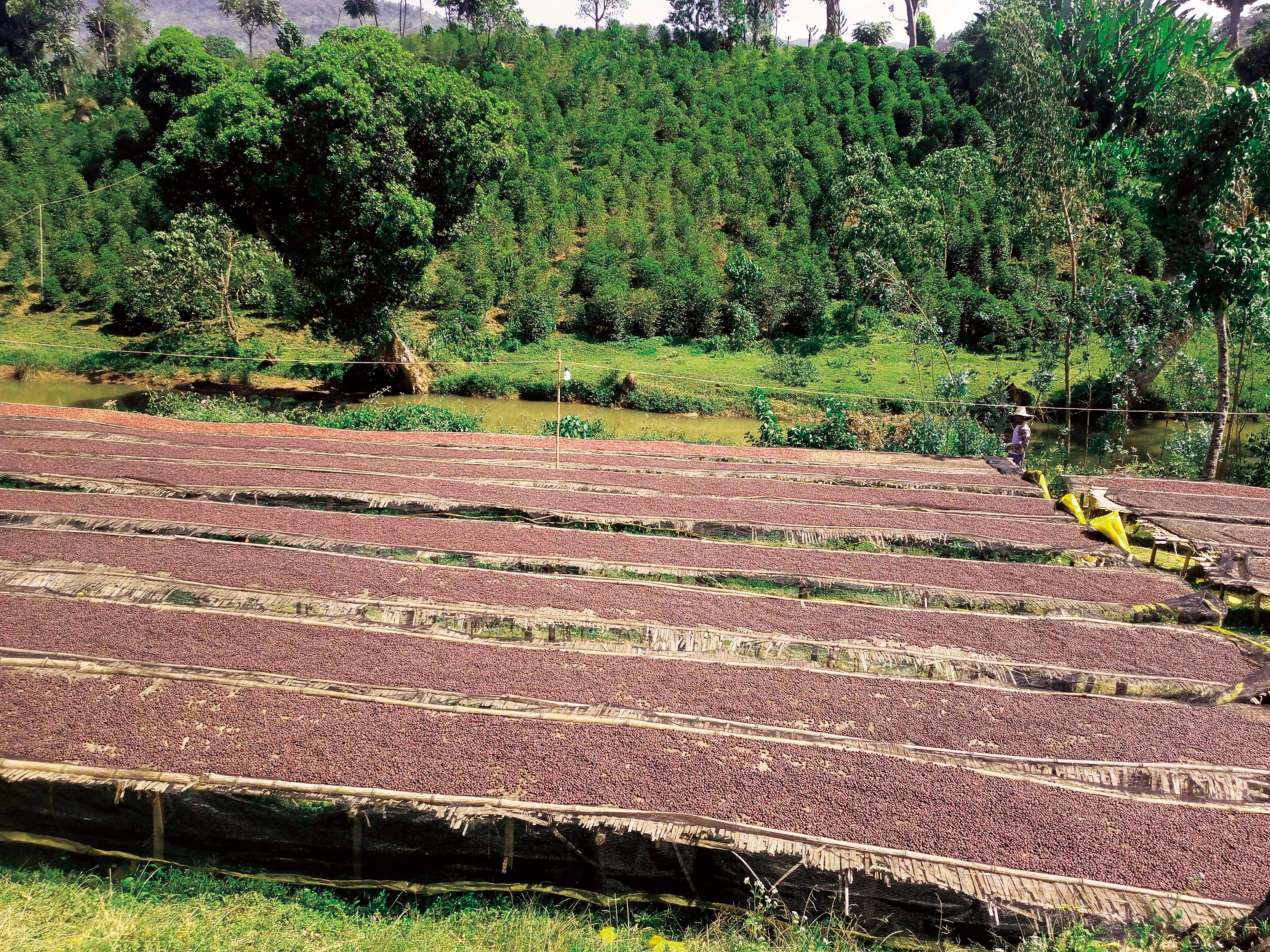 Beans：Duwancho/ Ethiopia