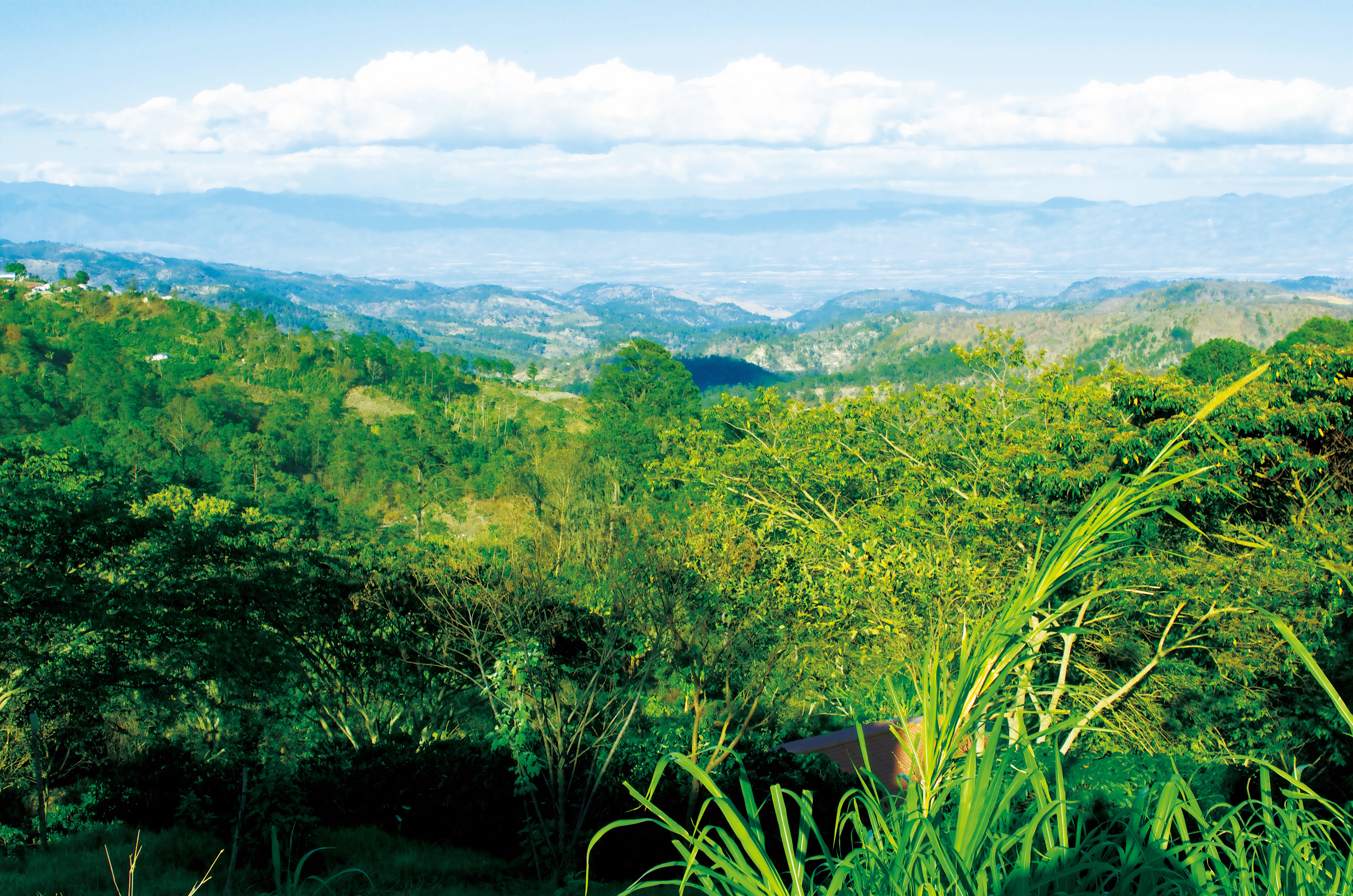 Beans：El Guacamole/ Honduras