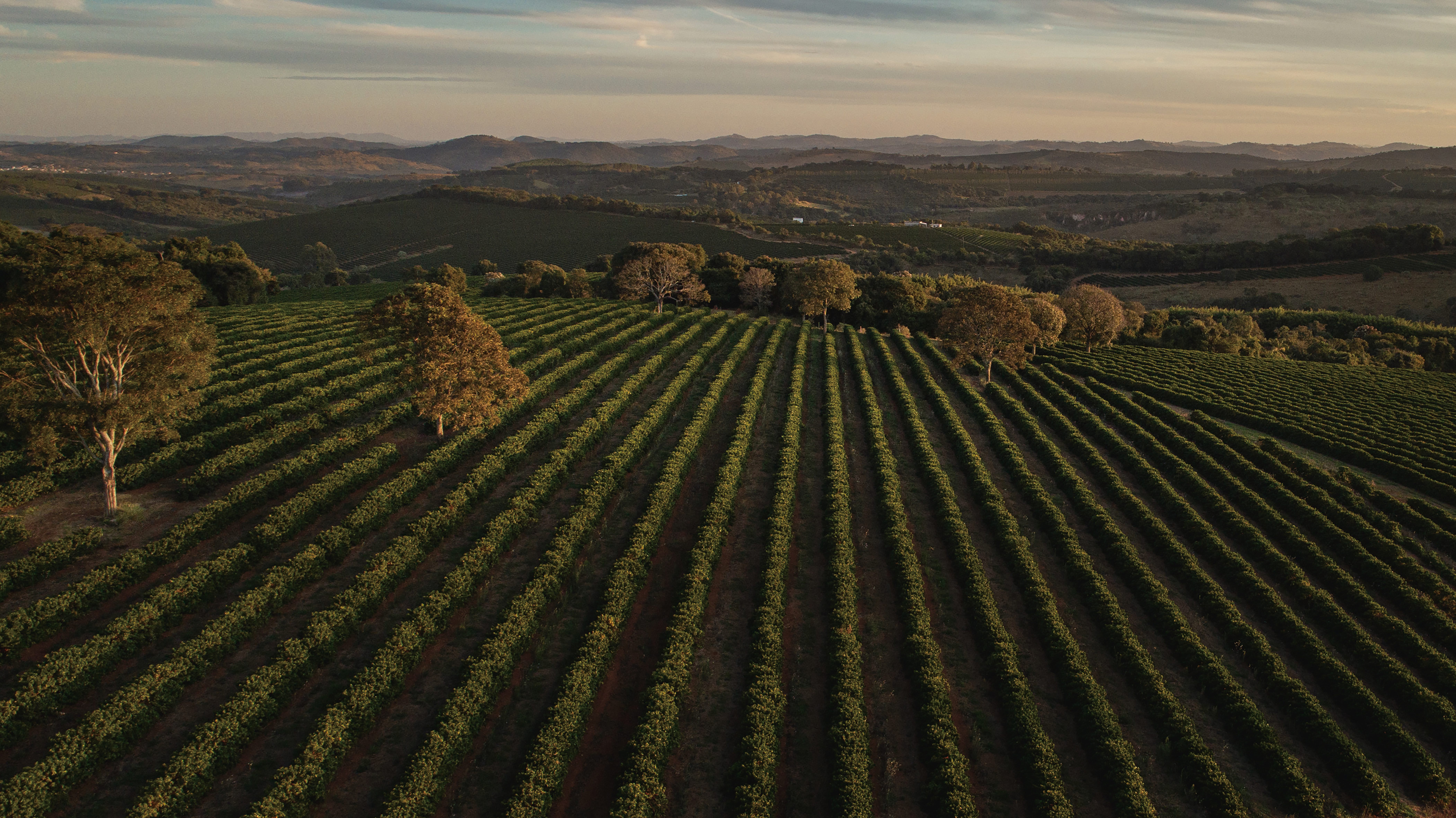 Beans：Samambaia/ Brazil