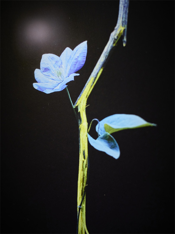 「ひかり」展示開催のお知らせ