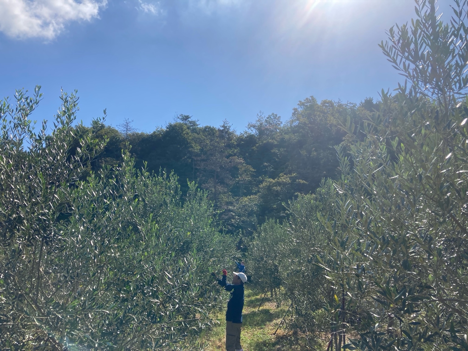 🌿 瀬戸内の光とともに ― オリーブ収穫が続いています 🫒✨