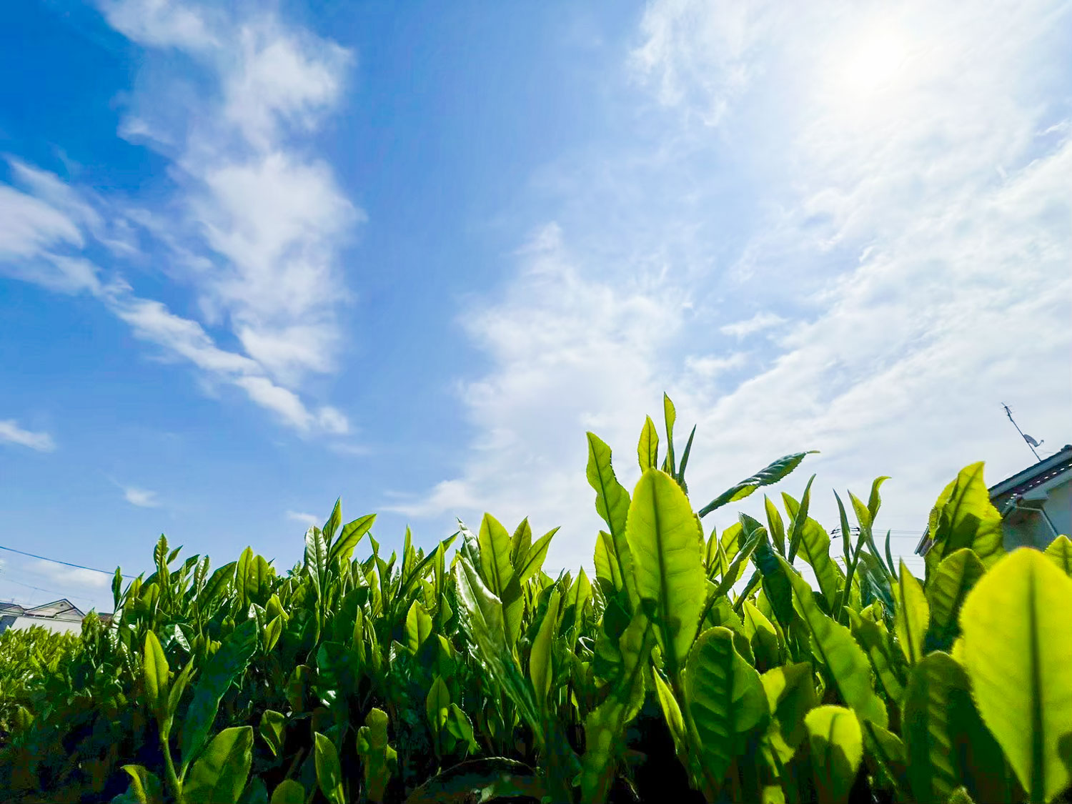 新茶の季節になりました🌱