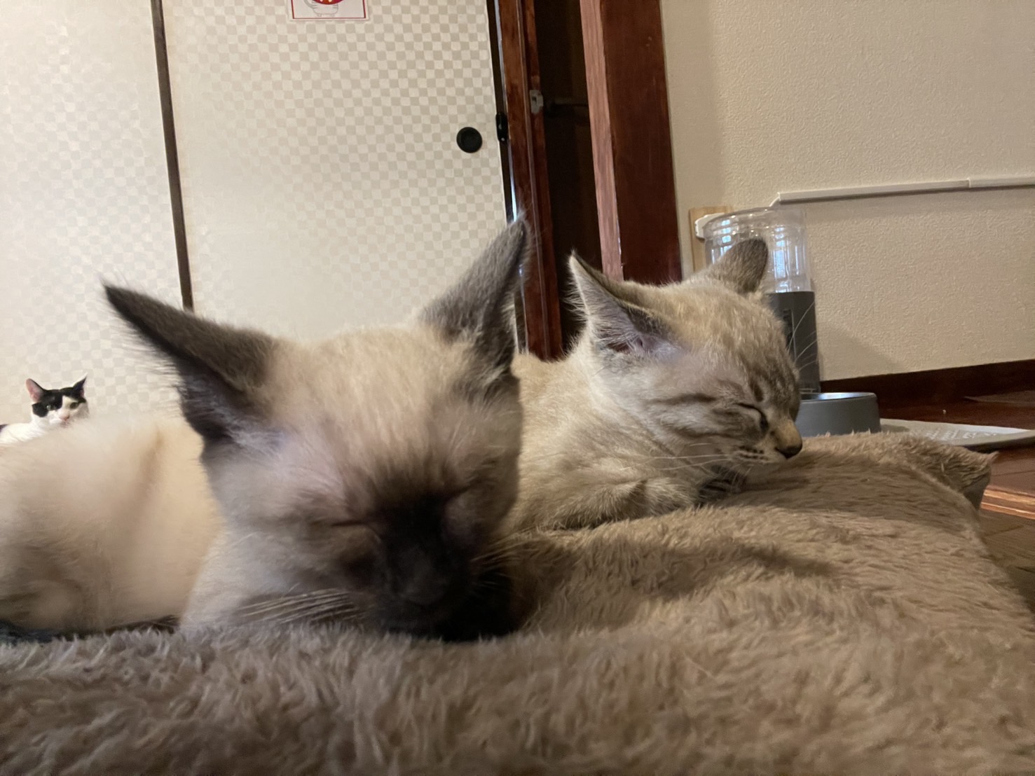 7月11日