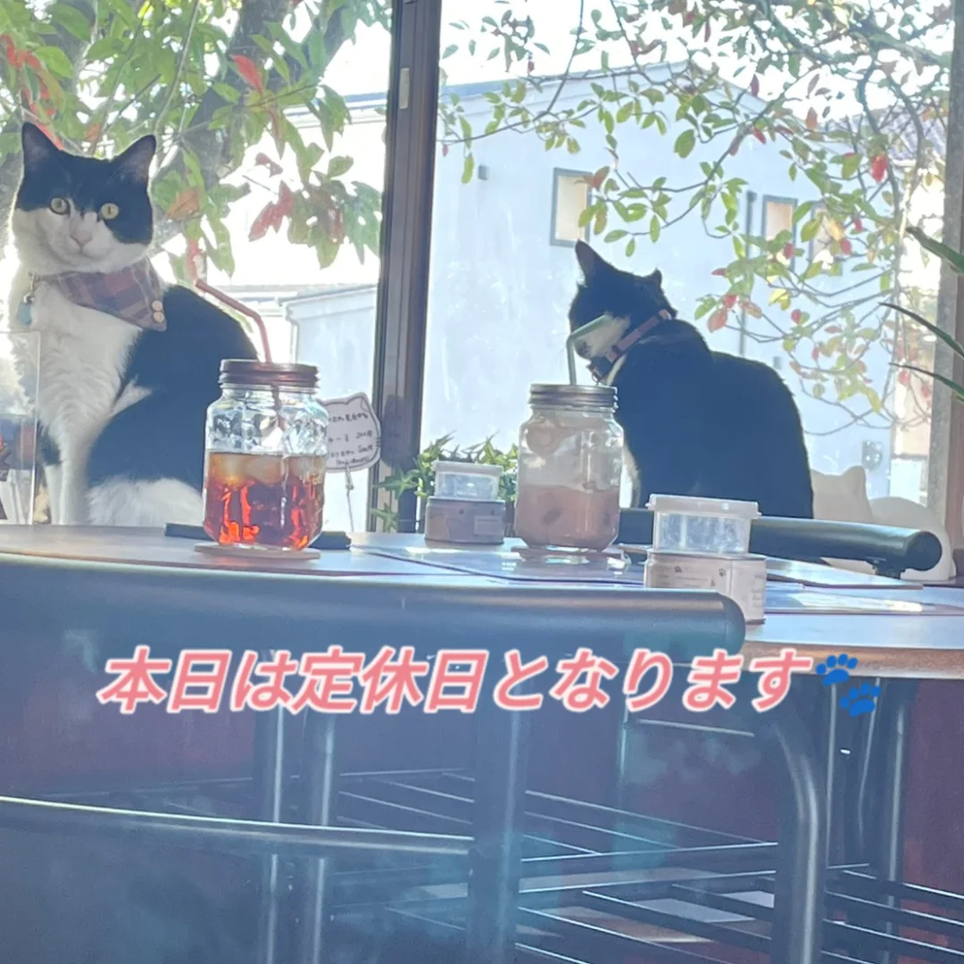 12月11日(定休日)