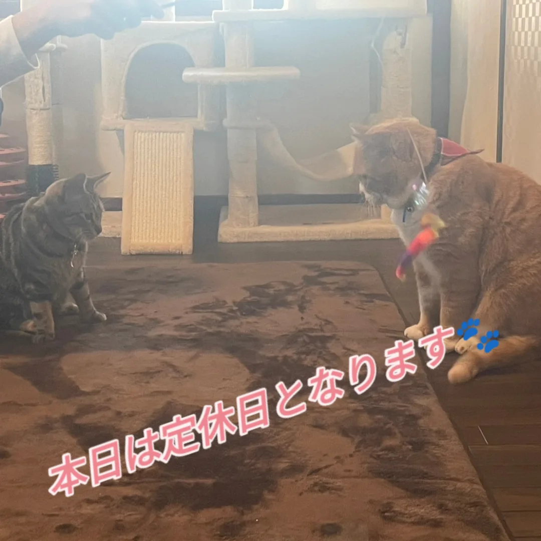 12月8日(定休日)