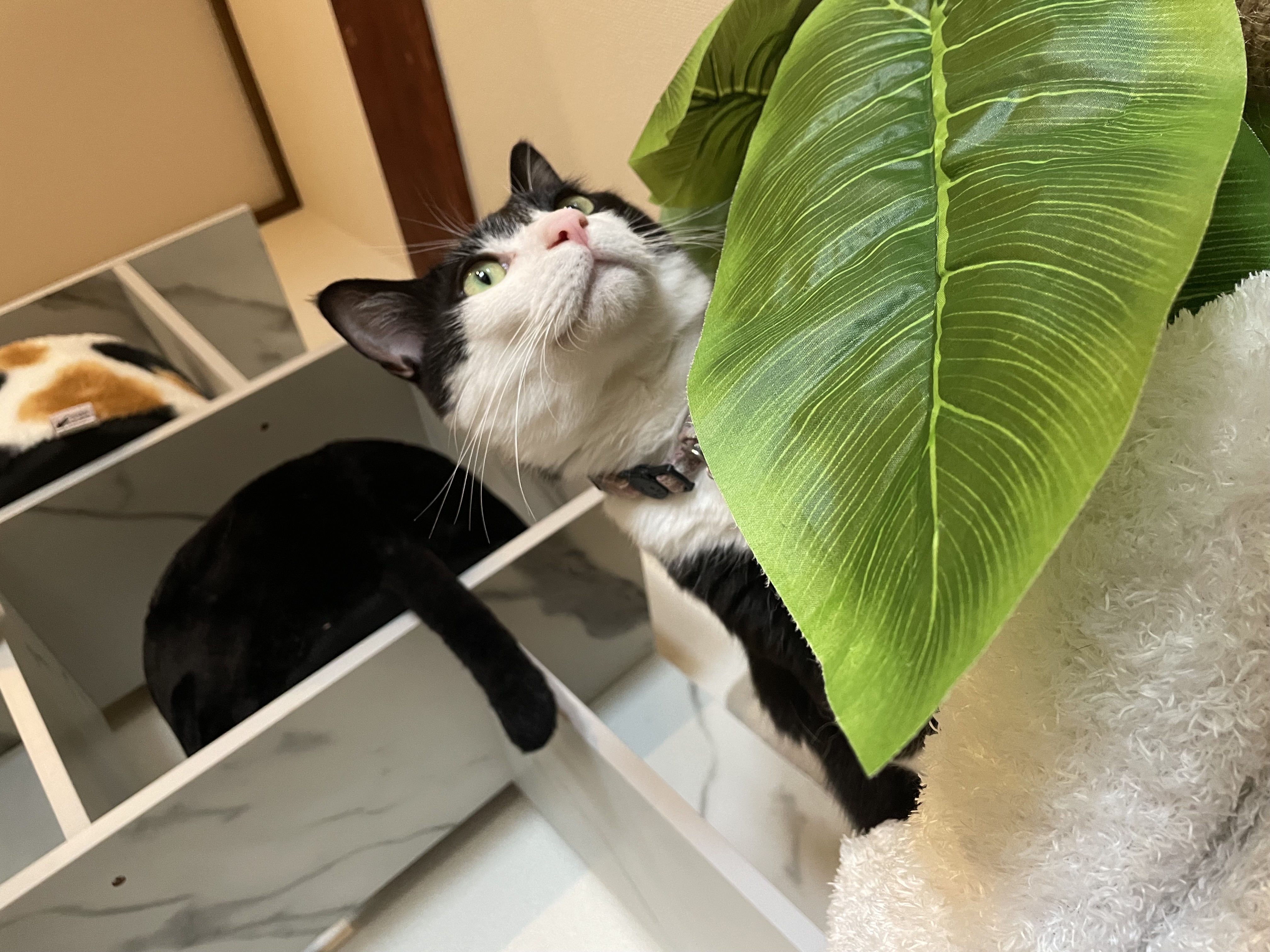 7月31日