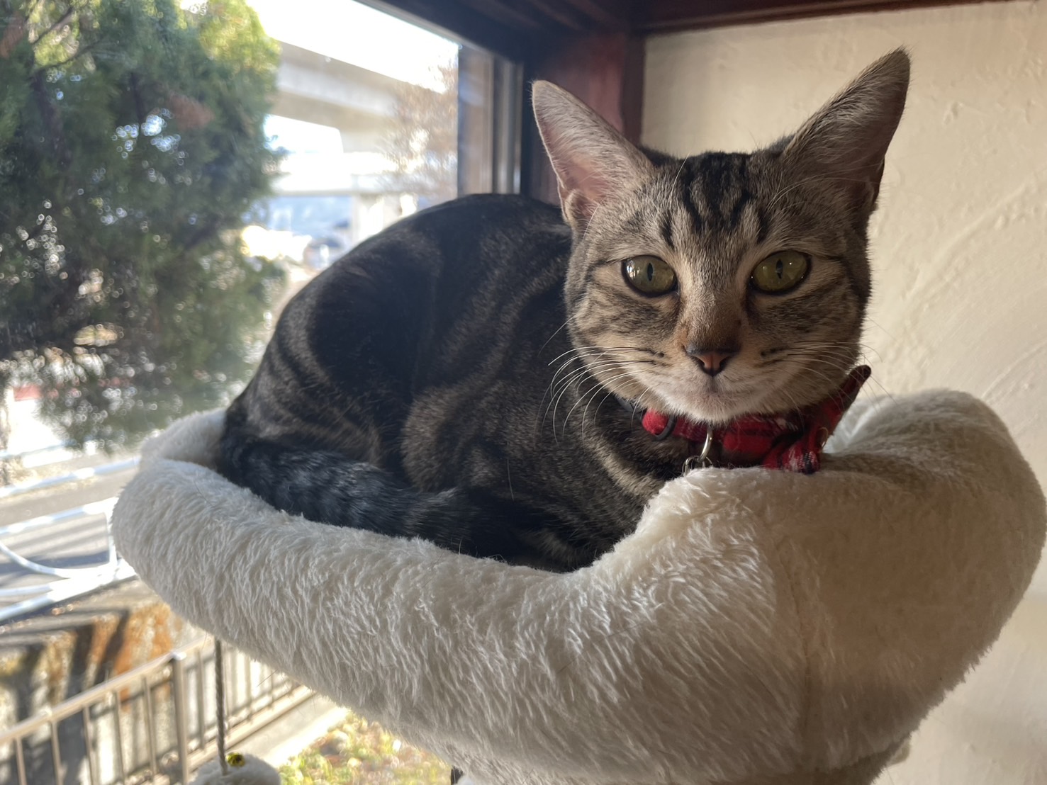 1月26日(定休日)