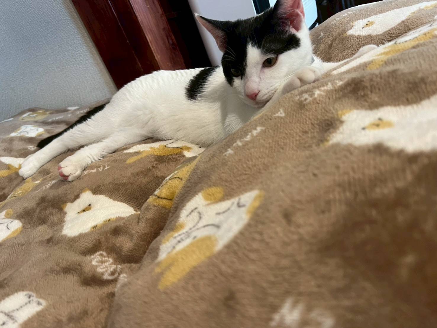 3月26日(定休日)