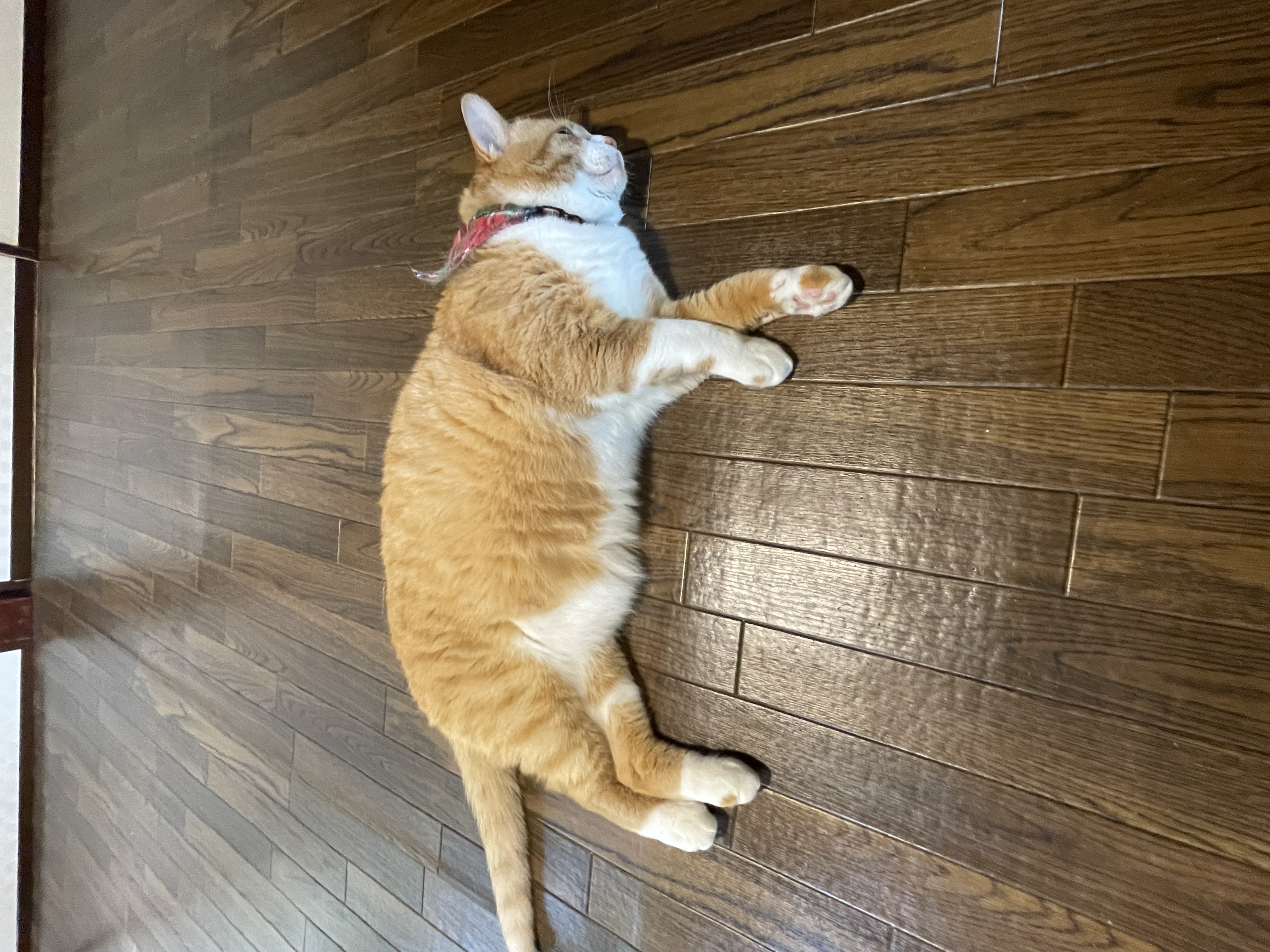 6月3日