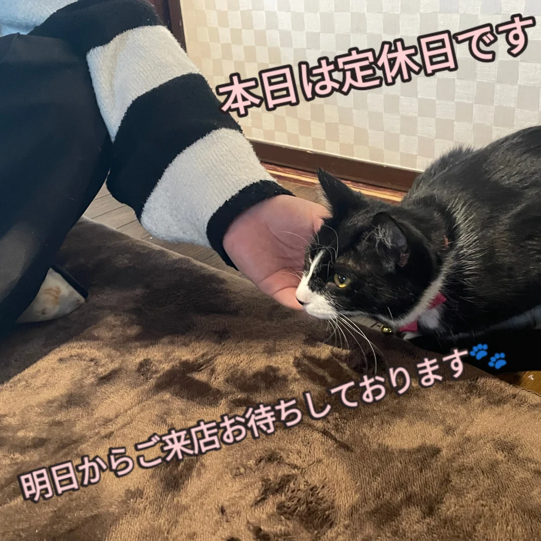 11月20日(定休日)