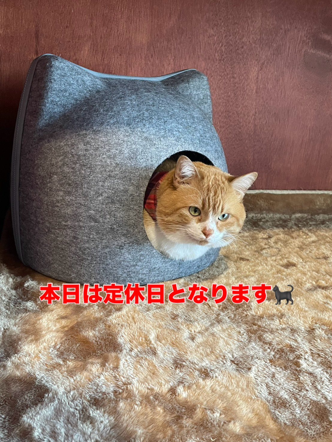 1月15日(定休日)