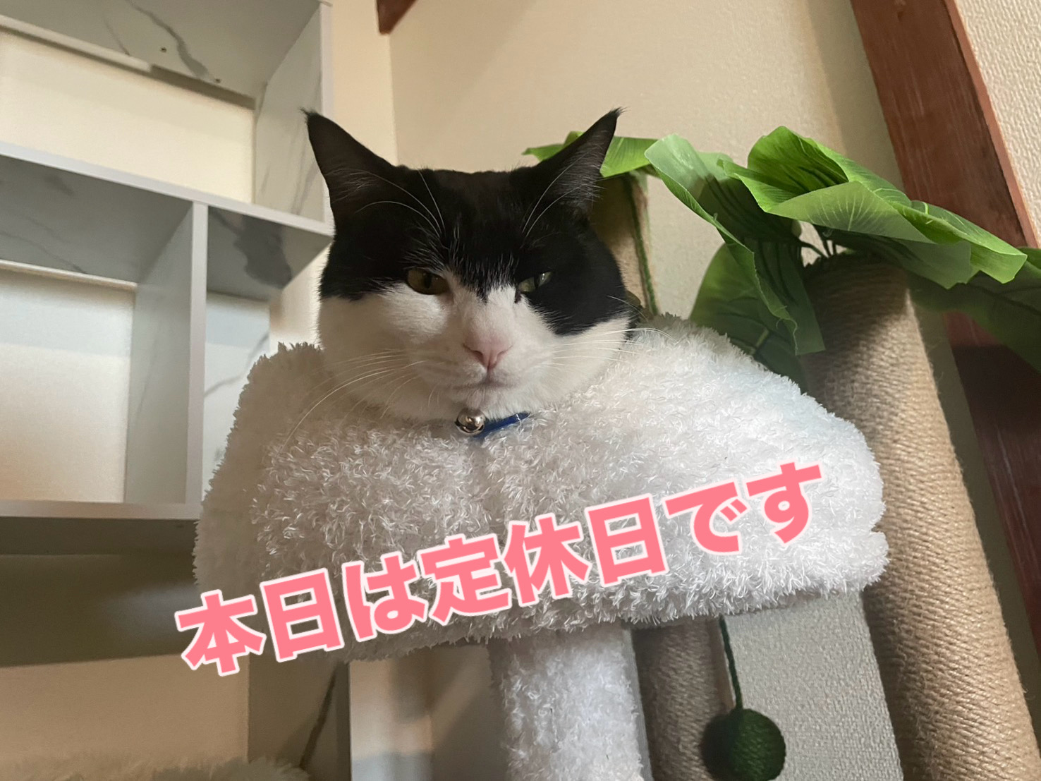 12月22日(定休日)