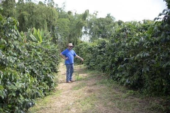 品種編 ( Castillo種 )