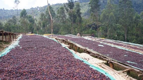 プロセス編 ( Naturalについて )