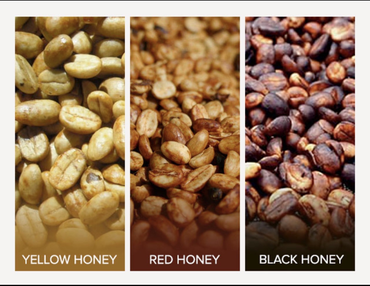 プロセス編（Honeyについて）