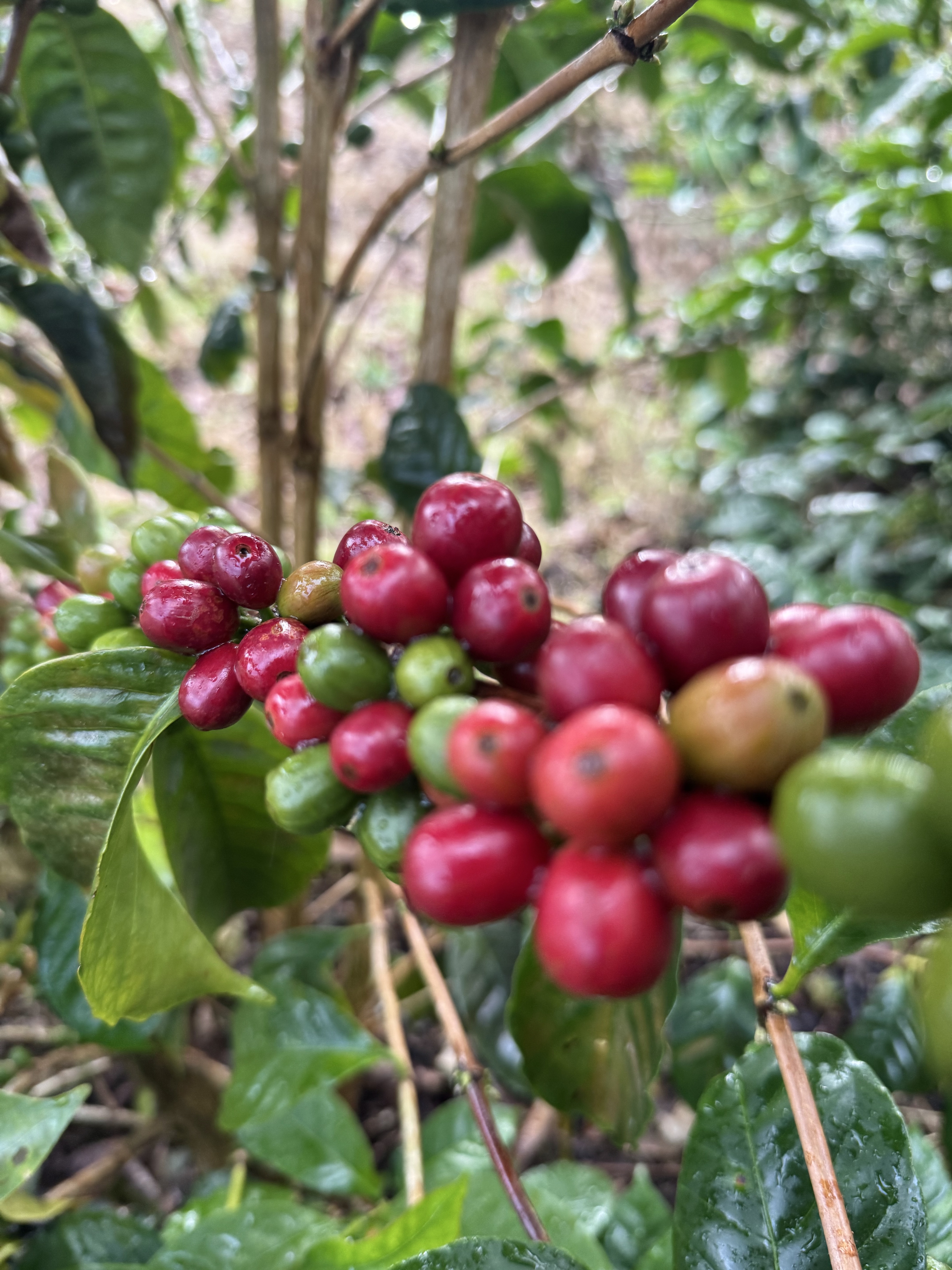 浅煎りについて