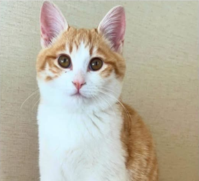 保護猫との生活がはじまりました!