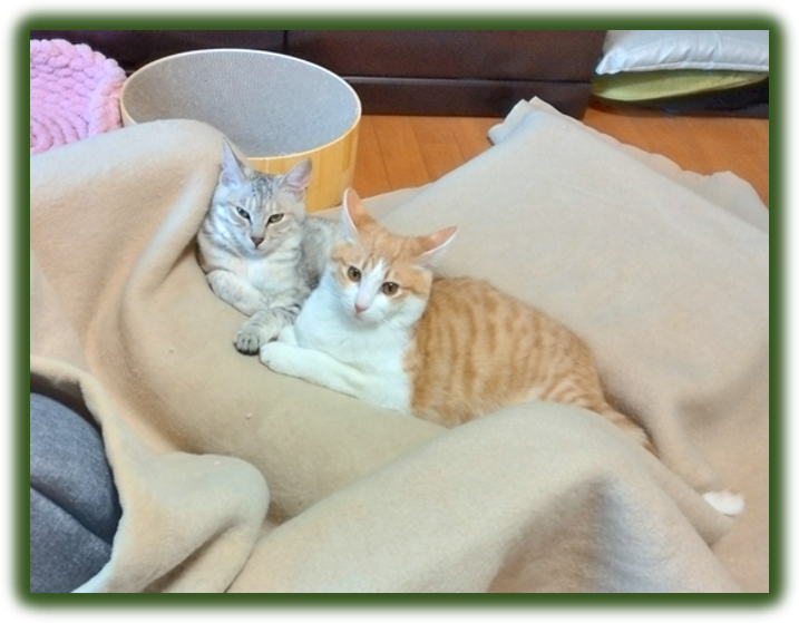 チャロ＆ミックの日常　その２