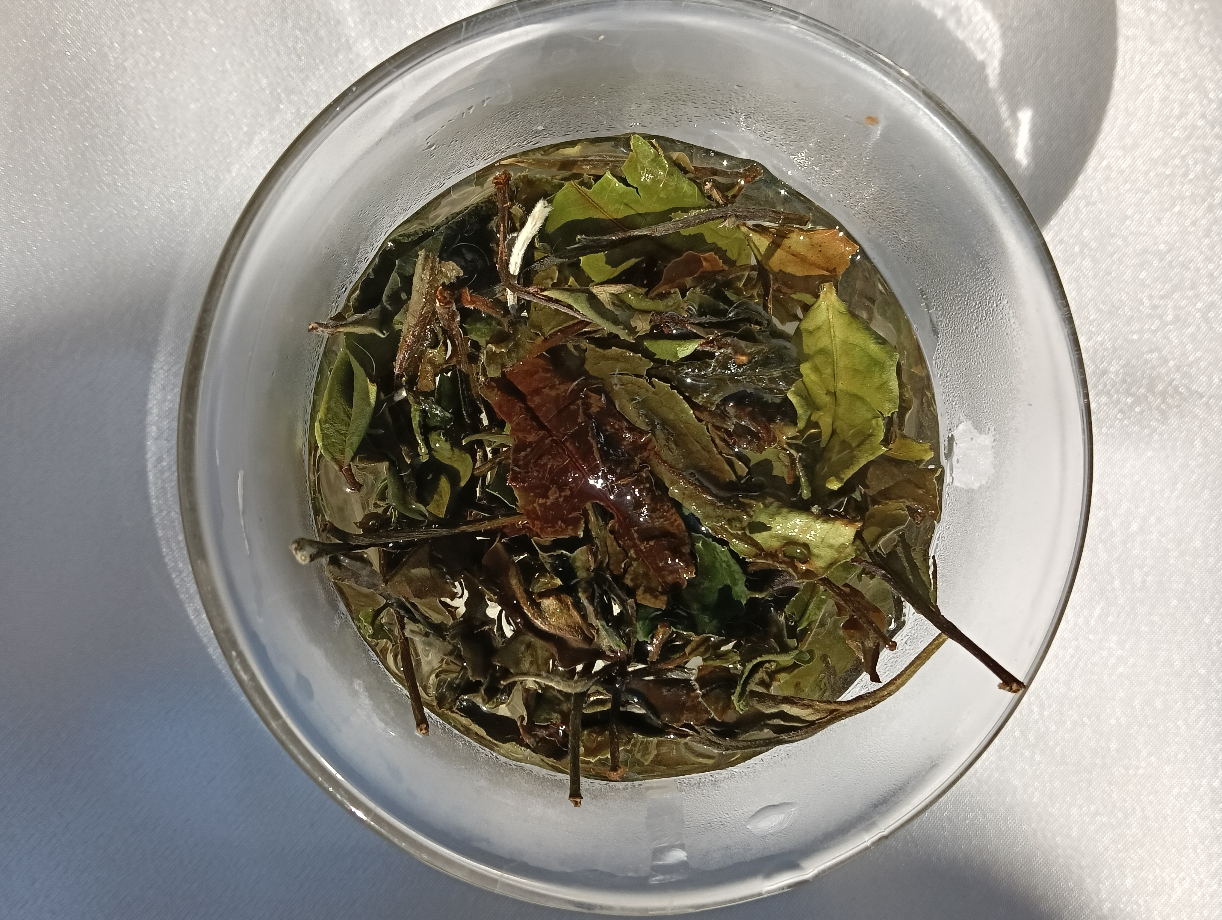 雲南白茶が入りました(出荷2025/12初予定)