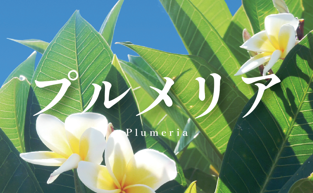 沖縄で見かける花、プルメリア。甘い香りと、やさしい色の魅力。