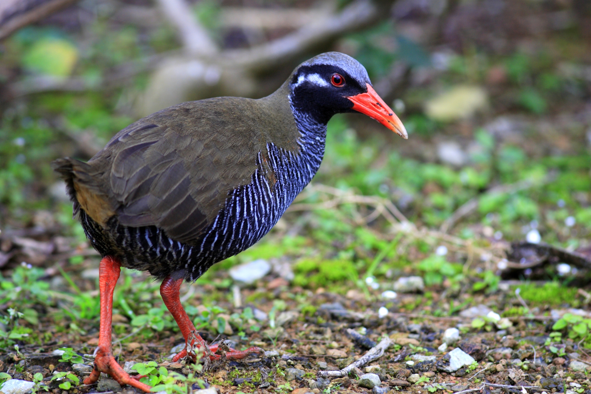 【ヤンバルクイナ】沖縄の森に生きる絶滅危惧種のシンボル