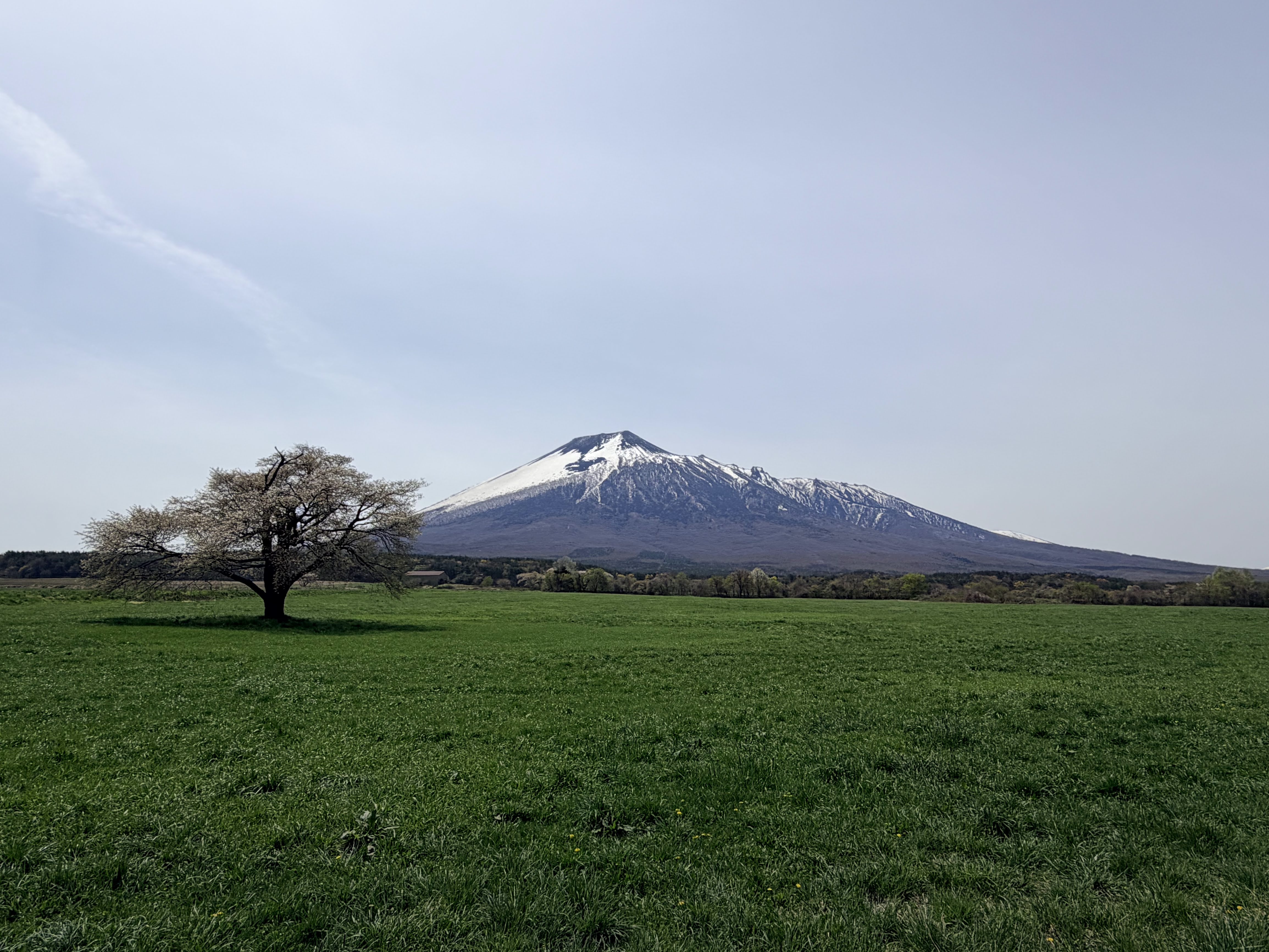 本日の上坊牧野の一本桜🌸🌸