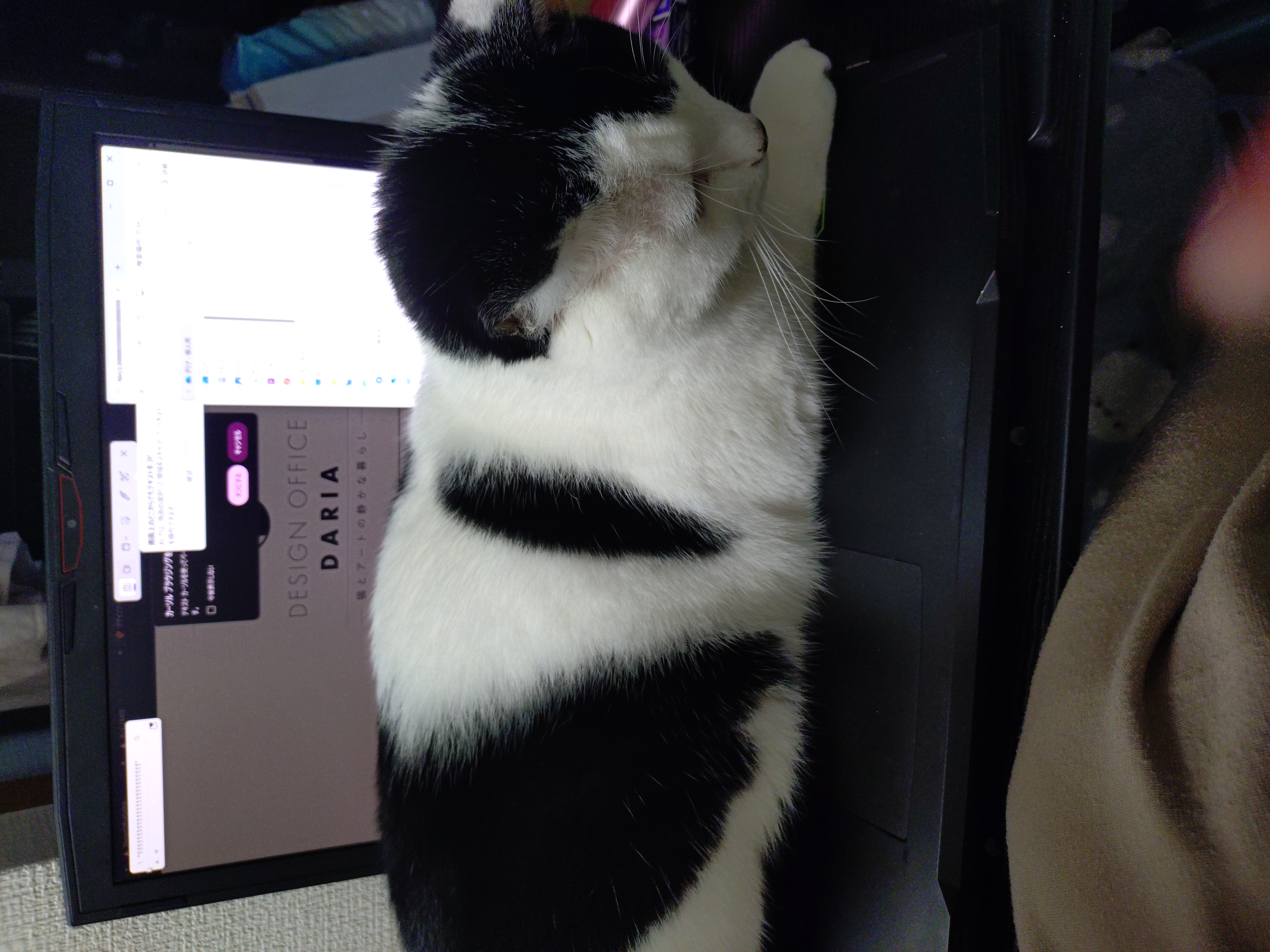 猫と季節を楽しむ小さなデザイン工房