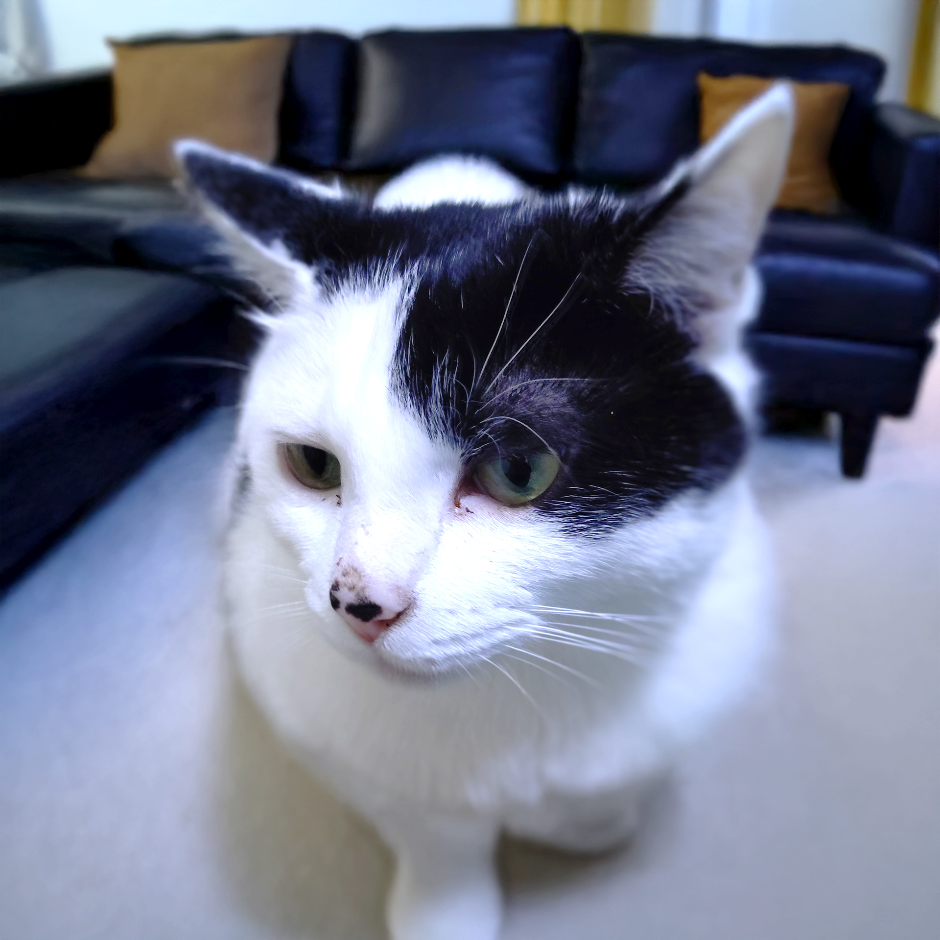 冬の花と光の記憶 — ポインセチアとシオンの一日