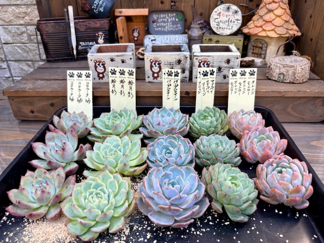 発送準備の様子をYouTubeライブにて。😄