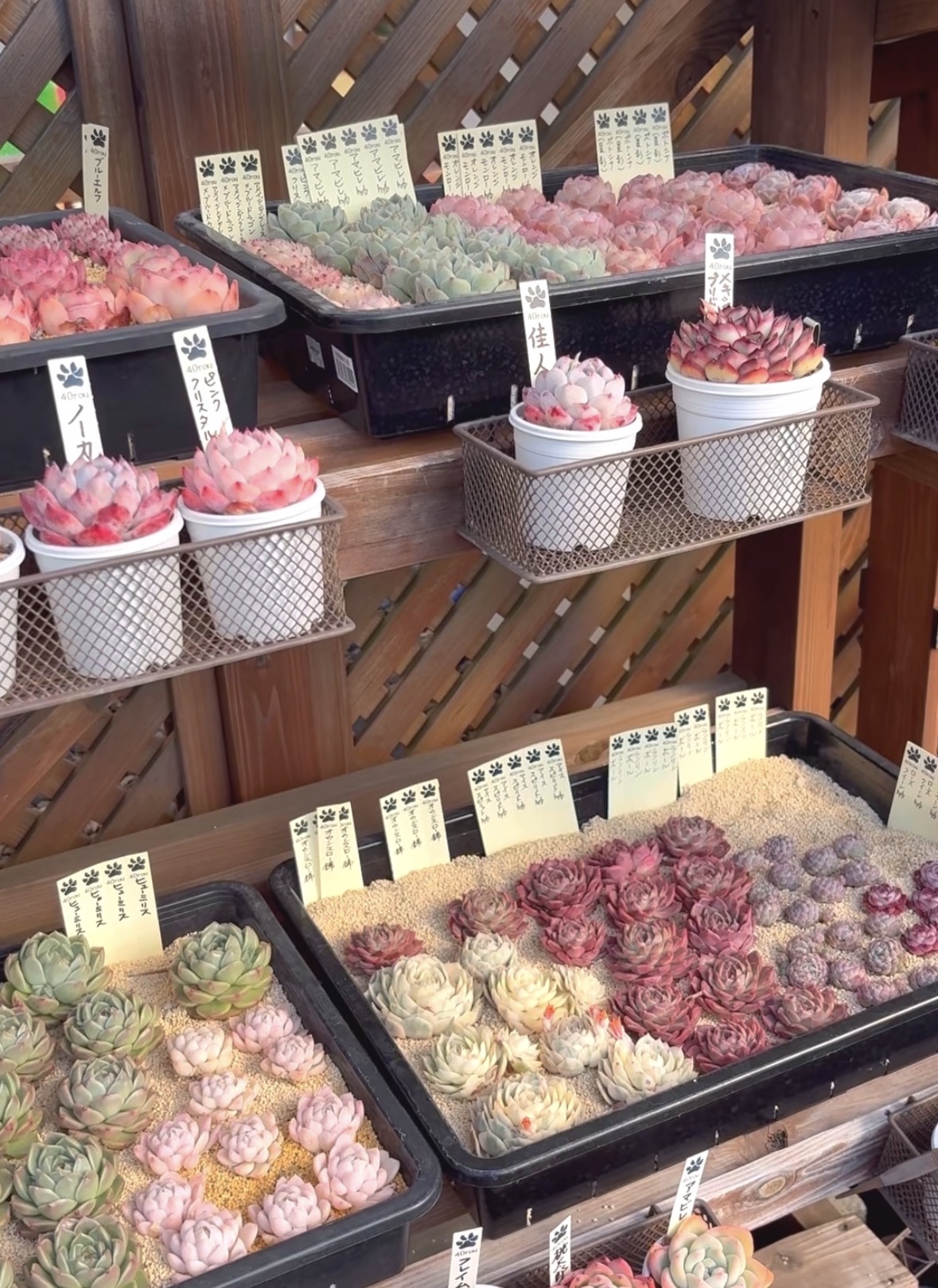 いい季節になりましたね。