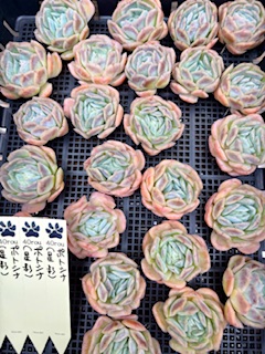 原種もいいですよ。😄👍