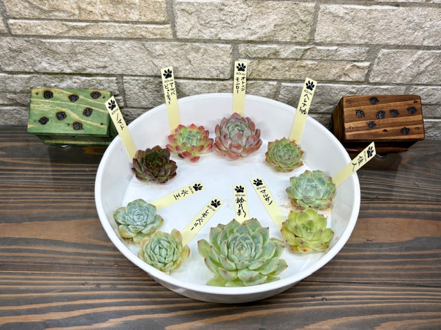 全員おまけありにしました。🤣