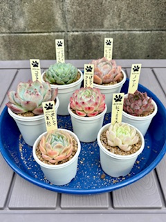 いい季節になりました。😄