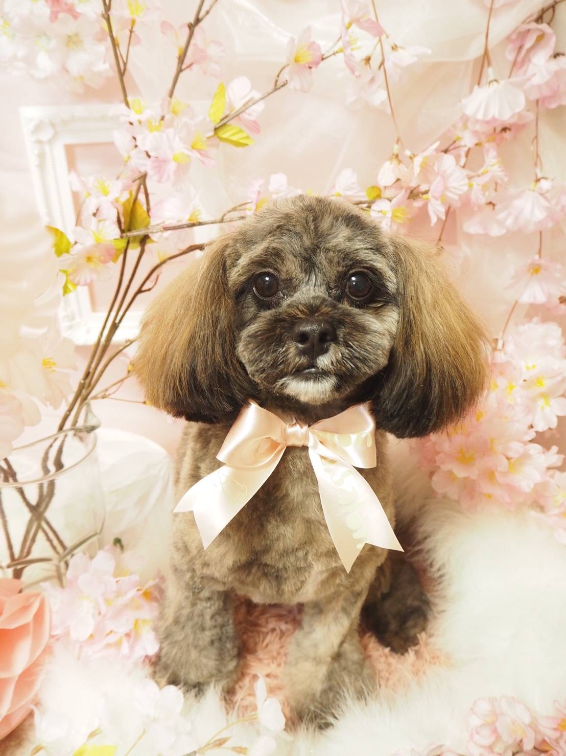 手作りトッピングごはんを始めて3ヶ月。愛犬に起きた5つの変化【実録レポート】