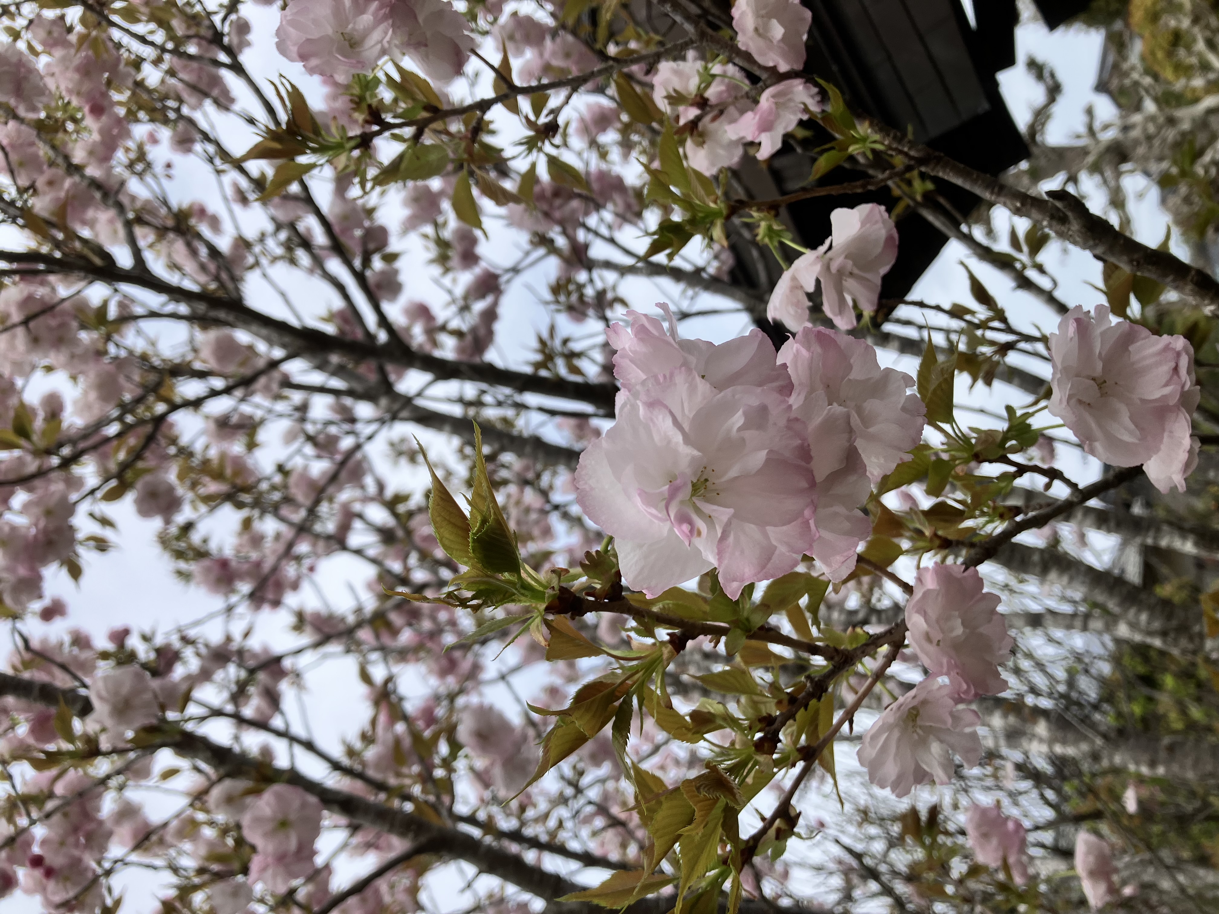 春の光とともに、味の輪郭を整える