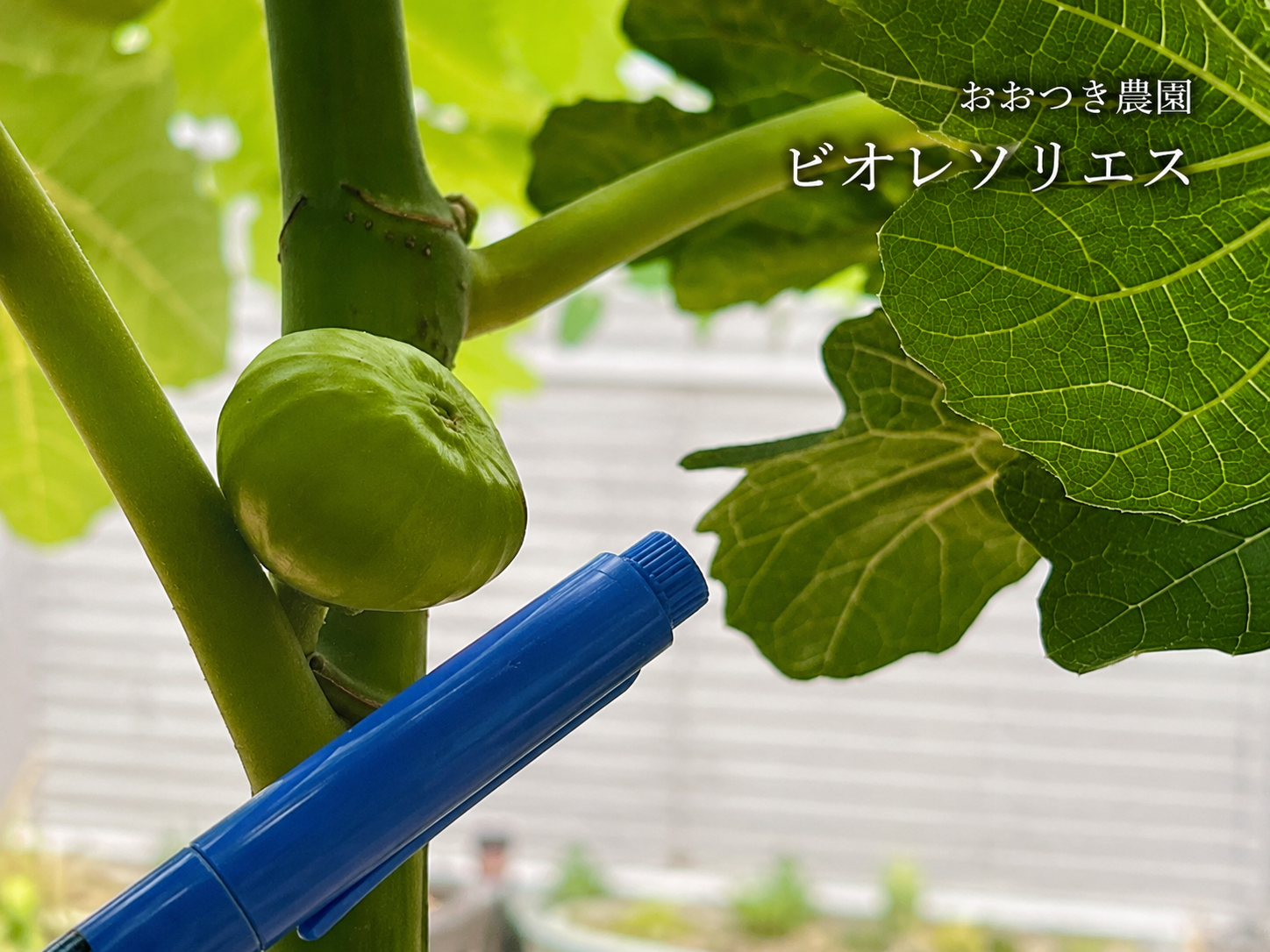 京都黒いちじく ビオレソリエスが少しずつ成長しています おおつき農園