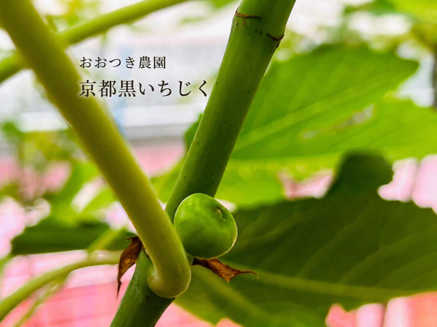 6月 黒いちじくの秋果がつき始めました 今年も美味しい黒いちじく栽培に力を注ぎます!おおつき農園