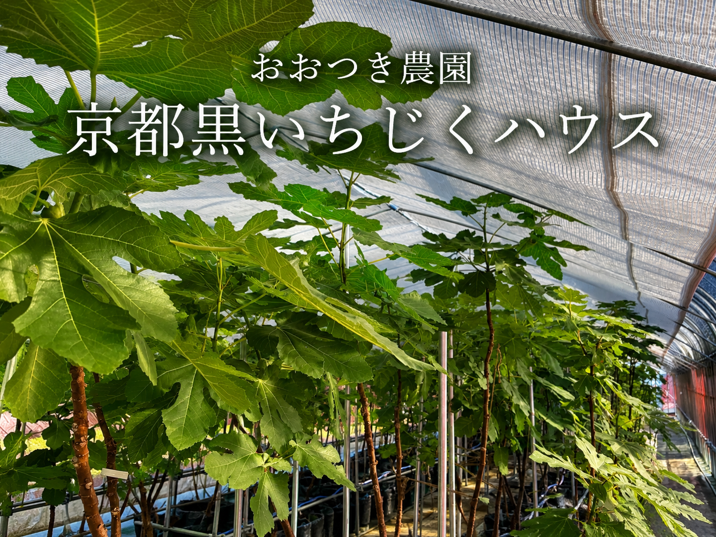 夏のハウスで過ごす朝の時間