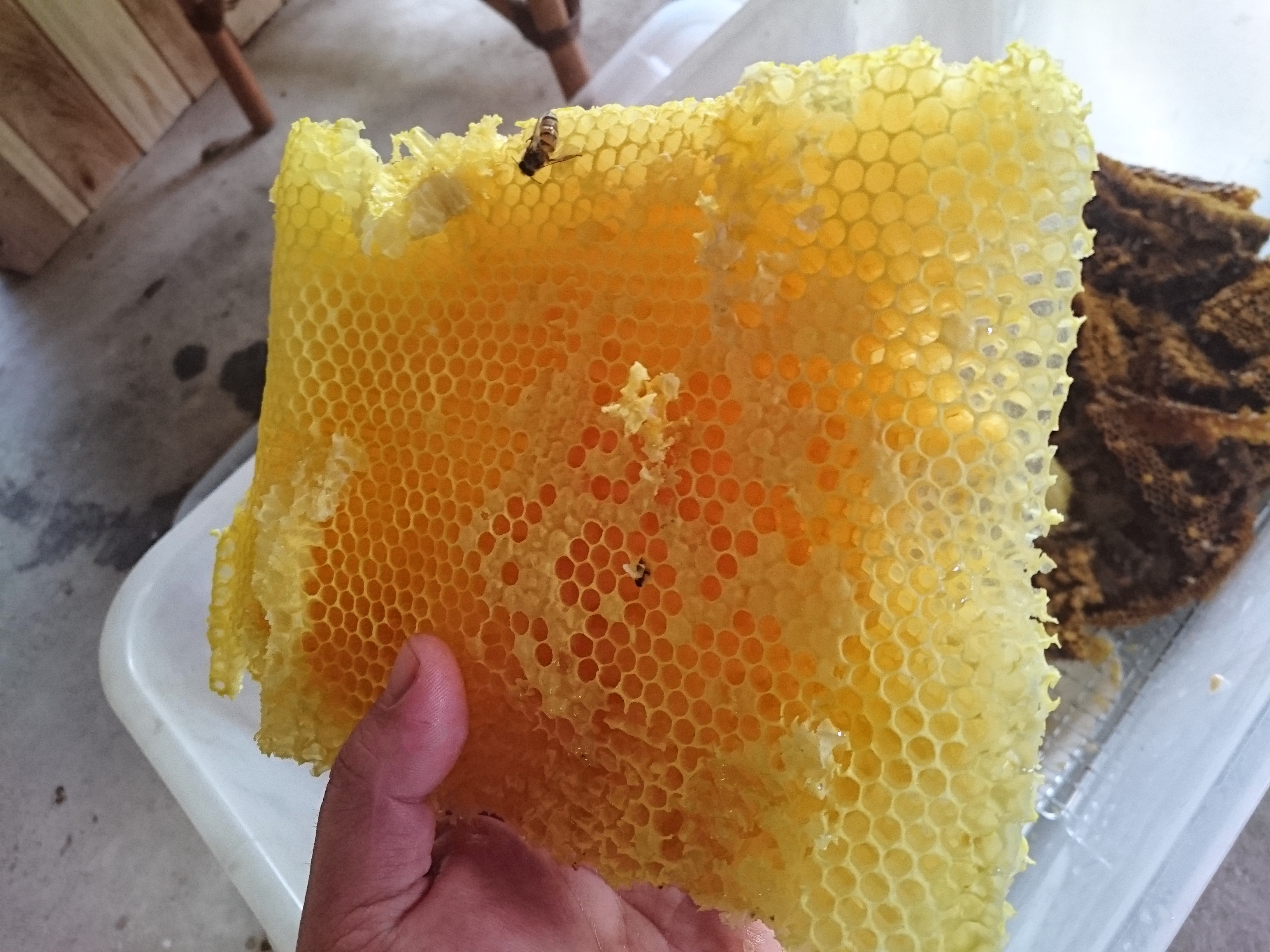 日本みつばちの蜂蜜