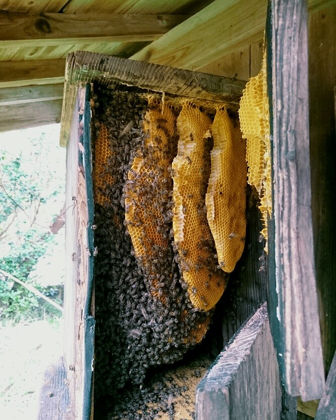 Honey Tourism