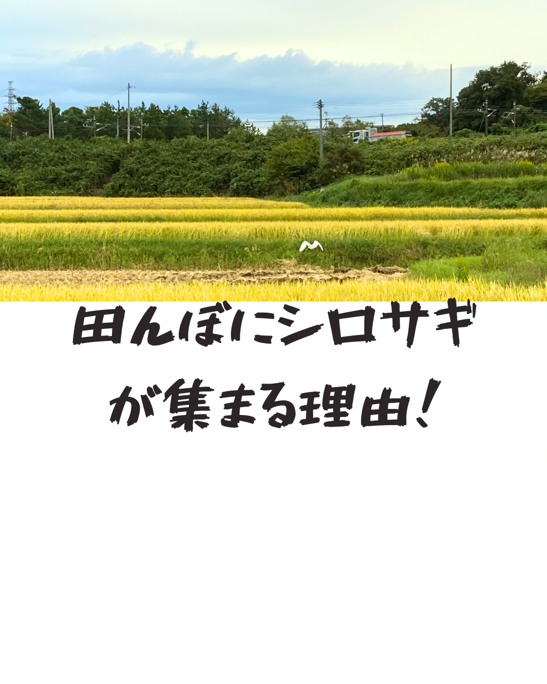 田んぼにシロサギが集まる理由？