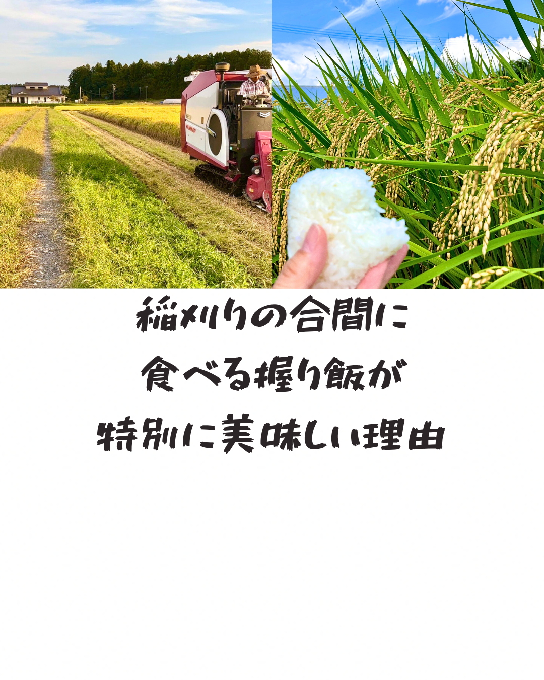 稲刈りの合間に食べる握り飯が特別に美味しい理由